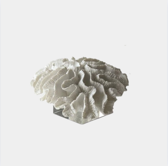 White Coral Sculpture Med With Glass Stand